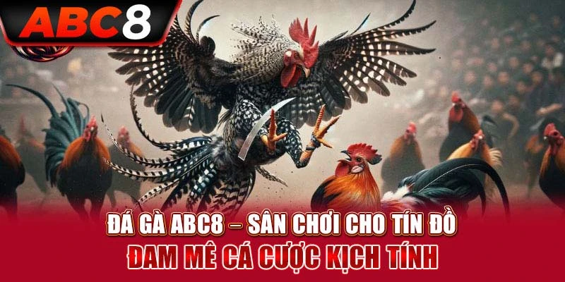 Giới thiệu đá gà ABC8